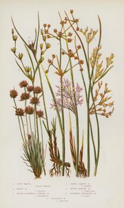 グレートブリテンの開花植物。ソフトラッシュ、ハードラッシュ、ブラントフラワージョイントラッシュ、スリーリーブドラッシュ、ラウンドフルーツラッシュ、スレンダースプレッディングラッシュ、キャプティートラッシュ（カラーリトグラフ版 作： English School