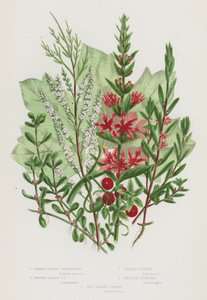 グレートブリテンの開花植物。スパイクド・パープル・ルーゼストライフ、ヒソップ・リーブド・パープル・ルーゼストライフ、ウォーター・プルシアーン、イングリッシュ・タマリスク、レッド・ベリー・ブリオニー（カラーリトグラフ版 作： English School