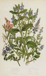 イギリスの開花植物：Spiked Speedwell, Thyme Leaved Speedwell, Alpine Speedwell, Blue Rock Speedwell, Flesh Coloured Speedwell, Marsh Speedwell, Water Speedwell, Brooklime (カラーリトグラフ) 作： English School