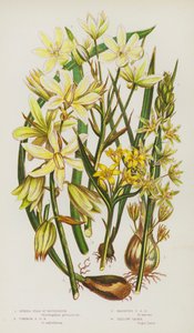 グレートブリテンの開花植物。トゲのあるスターオブベツレヘム、コモンスターオブベツレヘム、垂れ下がるスターオブベツレヘム、イエローゲイガー（カラーリトグラフ版