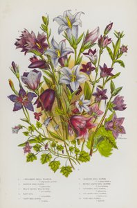 イギリスの草花：スプレッドベルフラワー、ランピオンベルフラワー、ピーチリーフベルフラワー、ヘアベル、ジャイアントベルフラワー、クリーピングベルフラワー、ネトルリーフベルフラワー、クラスタードベルフラワー、アイビーリーフベルフラワー、コーンベルフラワー（カラー 作： English School