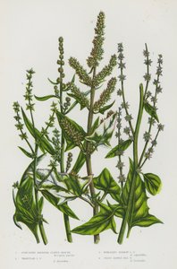 グレートブリテンの開花植物。広がるハルバード・リーヴド・オラシェ、三角リーヴド・オラシェ、広がるナロー・オラシェ、グラス・リーヴド・シー・オラシェ(カラーリトグラフ) 作： English School
