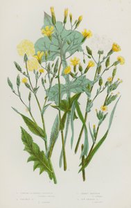 イギリスの開花植物：香りの強いレタス、山椒のようなレタス、萵苣の葉のレタス、蔦の葉のレタス (カラーリトグラフ) 作： English School