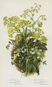 グレートブリテンの開花植物。トラベラーズ・ジョイ、アルパイン・メドウ・ルー、レッサー・メドウ・ルー、イエロー・メドウ・ルー(カラーリトグラフ) 作： English School