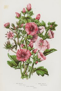 イギリスの開花植物：ツリー・マロウ、マーシュ・マロウ、ヒスピッド・マロウ（カラーリトグラフ） 作： English School