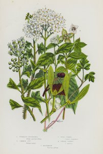 イギリスの開花植物：塊根モシャテル、コモンアイビー、ワイルドコーネル、ドワーフコーネル、ヤドリギ（カラーリトグラフ） 作： English School