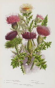 イギリスの開花植物：塊根梅アザミ、草原梅アザミ、小梅アザミ、綿アザミ、コモンカリンアザミ（カラーリトグラフ） 作： English School