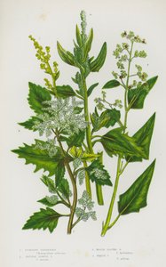 グレートブリテン島の開花植物。アップライト・グースフット、ネトル・リーブド・グースフット、メープル・リーブド・グースフット、ホワイト・グースフット（カラーリトグラフ版 作： English School