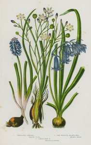 グレートブリテンの開花植物。バラエティーに富んだシメジス、ワイルドヒヤシンスまたはブルーベル、スターチグレープヒヤシンス（カラーリトグラフ版 作： English School