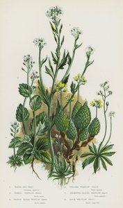 グレートブリテンの開花植物。Water Awl-Wort、Vernal Whitlow Grass、Yellow Alpine Whitlow Grass、Twisted Whitlow Grass、Speedwell-Leaved Whitlow Grass、Rock Whitlow Grass (カラーリトグラフ) 作： English School