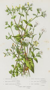 イギリスの草花：ハコベ、広葉ハコベ、狭葉ハコベ、小ハコベ、四裂ハコベ、野ハコベ、毛深い高山ハコベ（カラーリトグラフ版） 作： English School