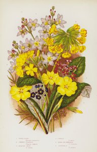 グレートブリテンの開花植物。ウォーターバイオレット、コモンプリムローズ、ジャクインズオックスリップ、カウスリップ、バーズアイプリムローズ、スコティッシュプリムローズ(カラーリトグラフ) 作： English School