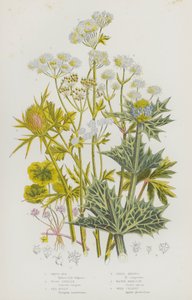 グレートブリテンの開花植物。ホワイトロット、ウッドサニクル、シーホリー、フィールドエリンゴ、ウォーターヘムロック、ワイルドセロリ（カラーリトグラフ版 作： English School