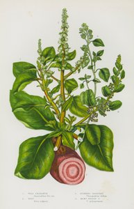 グレートブリテンの開花植物。ワイルド・アマランサス、ビート、スティンキング・グースフット、メニーシード・グースフット（カラーリトグラフ版 作： English School