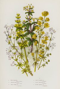 イギリスの草花：ワイルドマダー、イエローベッドストロー、クロスワートベッドストロー、スムートヒースベッドストロー、リーストマウンテンベッドストロー、ラフマーシュベッドストロー（カラーリトグラフ）