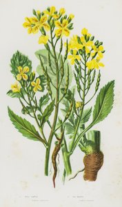 イギリスの開花植物：ワイルドラディッシュ、シーラディッシュ（カラーリトグラフ） 作： English School