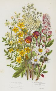 Flowering Plants of Great Britain:Willow Leaved Spiraea, Common Dropwort, Meadow Sweet, Mountain Avens, Common Avens, Water Avens (カラーリトグラフ) 作： English School