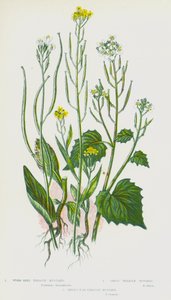 Flowering Plants of Great Britain:ウォームシード・トレークル・マスタード、ガーリック・トレークル・マスタード、ヘアーズ・イヤー・トレークル・マスタード（カラーリトグラフ版