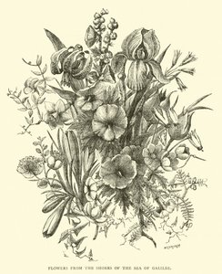 ガリラヤ湖のほとりの花 作： English School