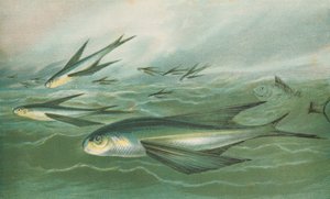 飛魚 作： English School