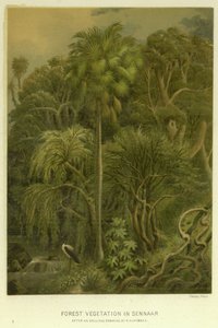 Sennaarの森林植生