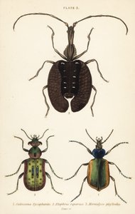 森の毛虫ハンター、Calosoma sycophanta 1、地面のカブトムシ、Elaphrus riparius 2、バイオリンのカブトムシ、Mormolyce phyllodes 3 作： English School