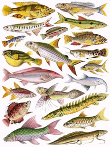 帝国の淡水魚-アフリカ 作： English School