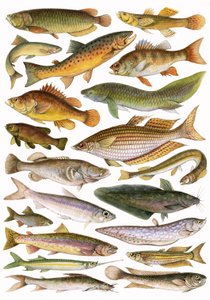 帝国の淡水魚-オーストラリア地域 作： English School