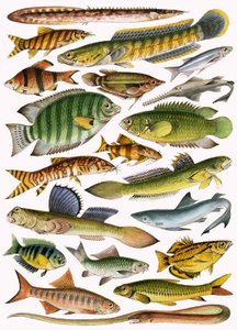 帝国の淡水魚-インド 作： English School
