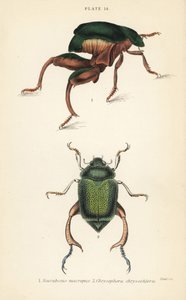 カエル足のカブトムシまたはカンガルーのカブトムシ、Sagra papuana 1、およびシャイニングリーフチェーファーのカブトムシ、Chrysophora chrysochlora 2 作： English School