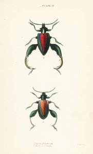 カエルの甲虫、カエルの足の甲虫、カンガルーの甲虫、Sagra buqueti、オス1、メス2 作： English School