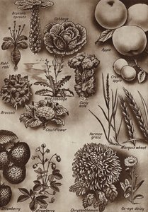 果物、野菜、花、およびそれらが栽培された野生の品種 (リソ) 作： English School