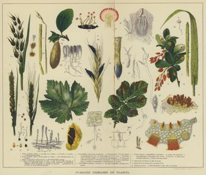 植物の菌類病（カラーリトグラフ） 作： English School