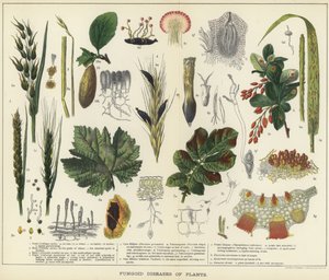 植物の真菌症 作： English School