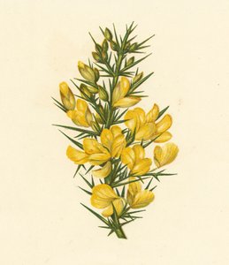 ファーゼ、Ulex Europaeus（カラーリトグラフ） 作： English School