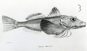 ガラパゴスガーナード、プレート6、チャールズダーウィンによる「HMSビーグルの航海の動物学、1832-36」から 作： English School
