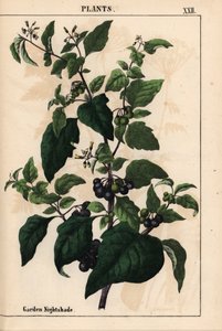 庭または黒いナス科の黒い実   、「教育的な絵本、または野菜の世界からの教訓」[シャーロット・メアリー・ヤング]、エジンバラより