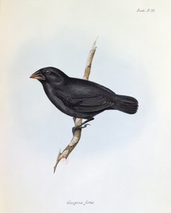 Geospiza Fortis、The Zoology of the Voyage of HMS Beagle、1832-36、Charles Darwin（1809-92）、1840 作： English School