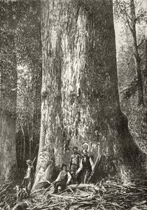 ハワードウィロビー著「オーストラリアの写真」からのジャイアントガムツリー、1880年頃、ロンドン宗教教会協会発行、1886年 作： English School