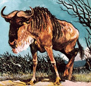 Gnuまたはwilderbeast 作： English School