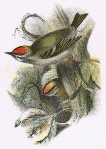 Goldcrest（下）およびFirecrest（上）