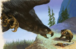 イヌワシの攻撃が罠にかかっている動物を襲う