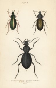 ゴールデン・グラウンド・ビートル（Carabus auratus）1、グラウンド・ビートル（Carabus clathratus）2、大きな黒いグラウンド・ビートル（Tefflus megerlei）。 作： English School
