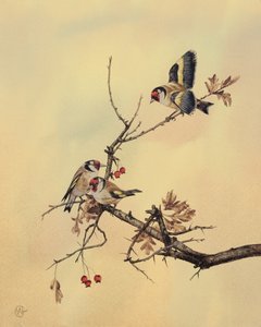 ゴールドフィンチ、1890年頃（紙にトイレ）