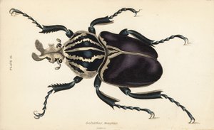 ゴライアス・ビートル（Goliathus goliatus）（Goliathus magnus 作： English School