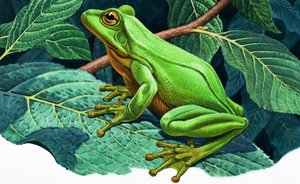 素晴らしい緑の木のカエル