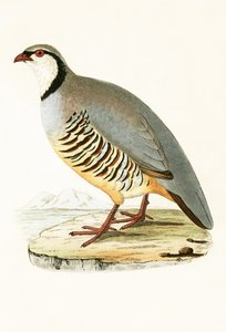 ギリシャのパートリッジ、チャールズロバートブリー（1811-86）による「イギリス諸島では観察されないヨーロッパの鳥の歴史」のイラスト、1867年 作： English School