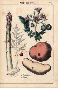 グリーンアスパラガスとポテト   、「教育的な絵本、または野菜の世界からの教訓」[シャーロット・メアリー・ヤング]、エジンバラより