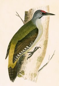 灰色のキツツキ、チャールズロバートブリー（1811-86）による「イギリスの島々では観察されないヨーロッパの鳥の歴史」からのイラスト、1867年公開 作： English School