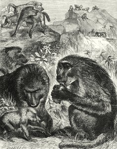 チャクマの群像（エングレーヴィング） 作： English School